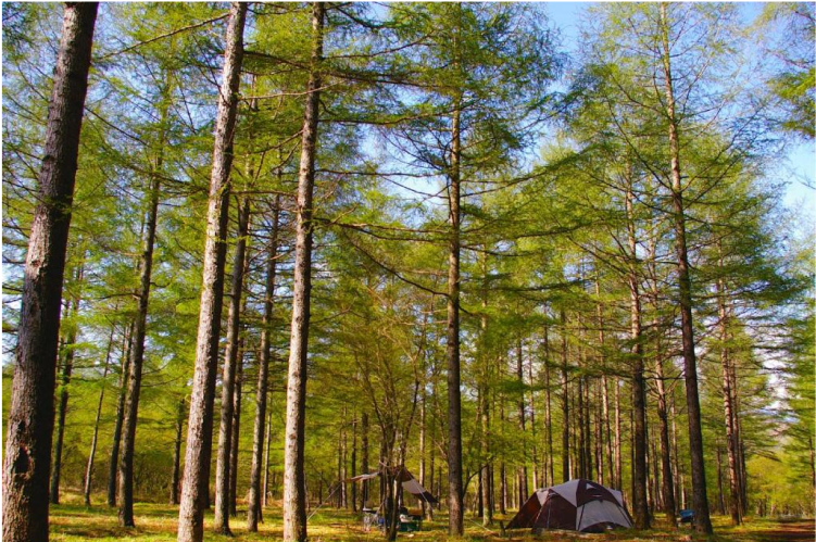 Camp site stay & BBQ